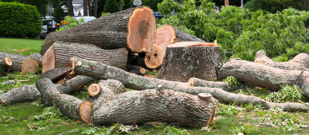 Best Tree Health Inspection  in Beaver, PA