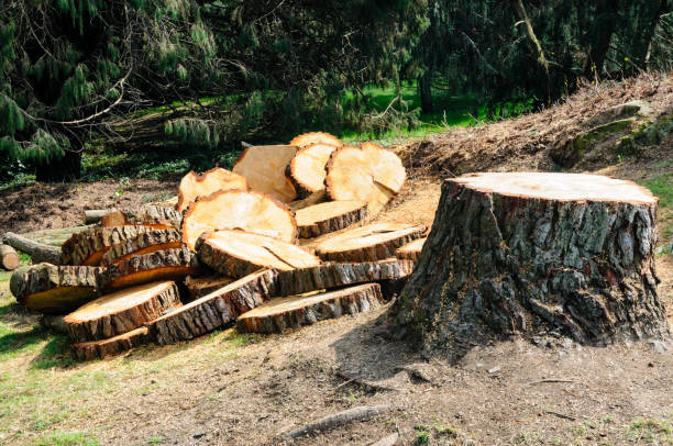 Best Tree Preservation Services  in Beaver, PA